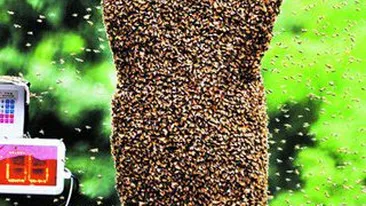 Un chinez, stup uman! Acoperit cu 26 de kg de albine