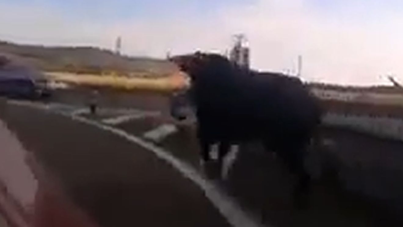 Imagini de cosmar! Uite ce se intampla cand un taur nervos scapa pe autostrada!