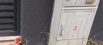 Cap de porc la poarta casei lui Marius Lulea. Cofondatorul AUR a sesizat poliția