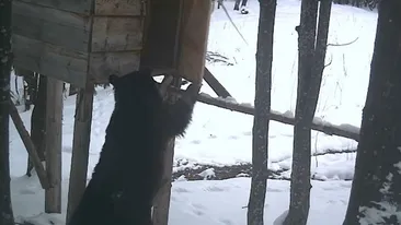 Imagini virale! Ocolul Silvic Teregova, în alertă: „Suntem în căutarea unui mic hoțoman (...) Semnalmente: blănos, simpatic, ingenios, micuț, bun cățărător...”