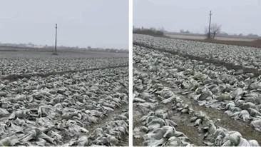 Anunțul unui fermier din Satu Mare a devenit viral! Își donează toată varza de pe câmp