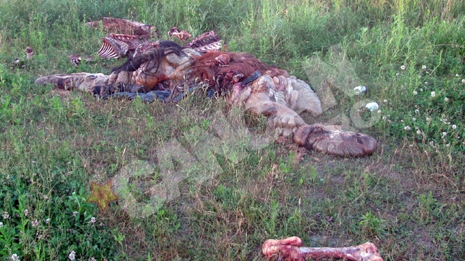Macel la marginea orasului Oradea! Doi cai decapitati si jupuiti, aruncati in camp la marginea orasului
