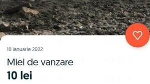 BANC | Miei de vânzare. 10 lei