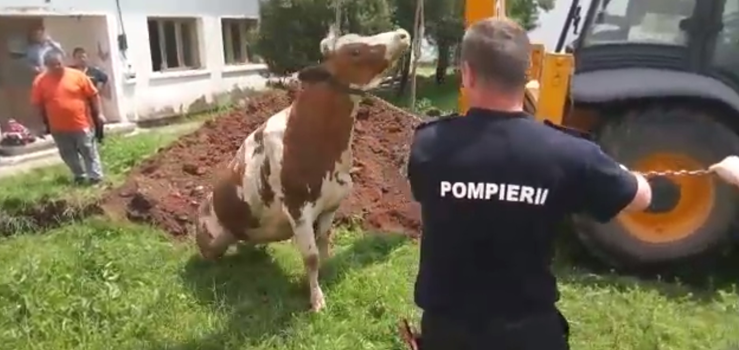 Pompierii s-au chinuit minute bune să scoată vaca din canal