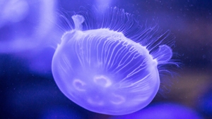 Invazie de meduze la Marea Neagră. Ce se întâmplă în această perioadă