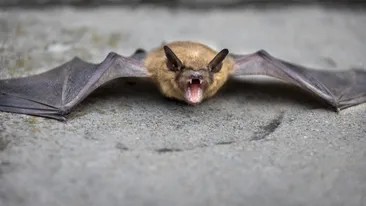 Un bărbat a murit de turbare după ce a fost mușcat de un liliac