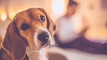 Primul român condamnat de o instanţă la închisoare cu executare, pentru că a omorât un câine