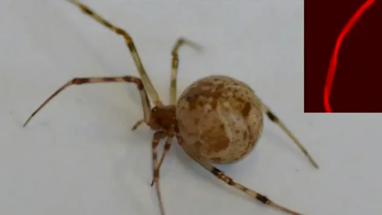 Primul păianjen modificat genetic. Cum arată pânza lui și de ce este extrem de importantă pentru viitorul nostru