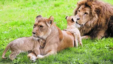 Cate unul, in sir indian