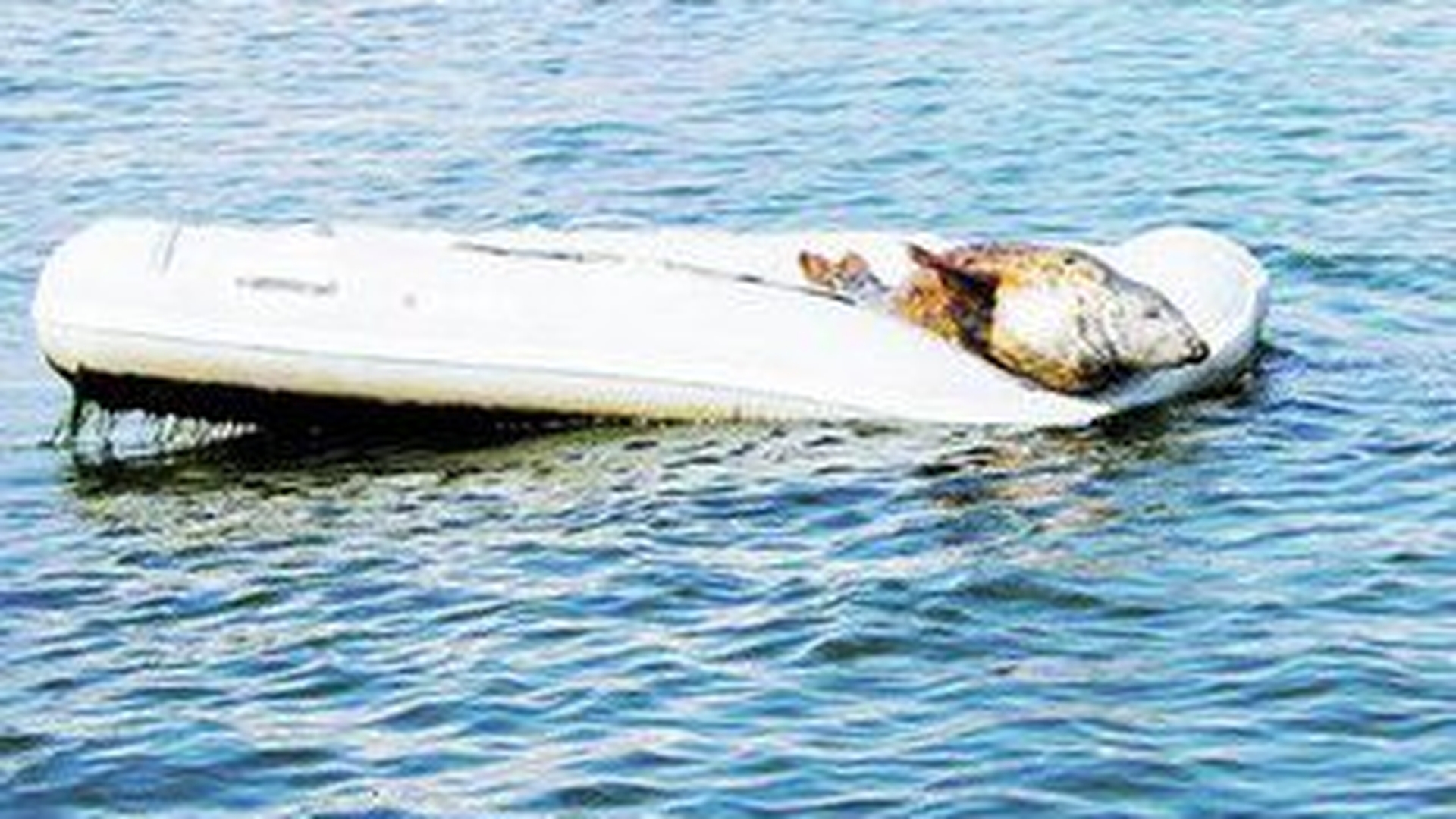 Zi de relaxare pentru o foca din Marea Britanie! A facut plaja intr-o barca