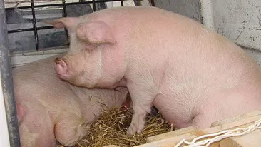 REVOLTATOR! Porcii care vor fi vanduti de CRACIUN sunt hraniti cu animale MOARTE si oua STRICATE!