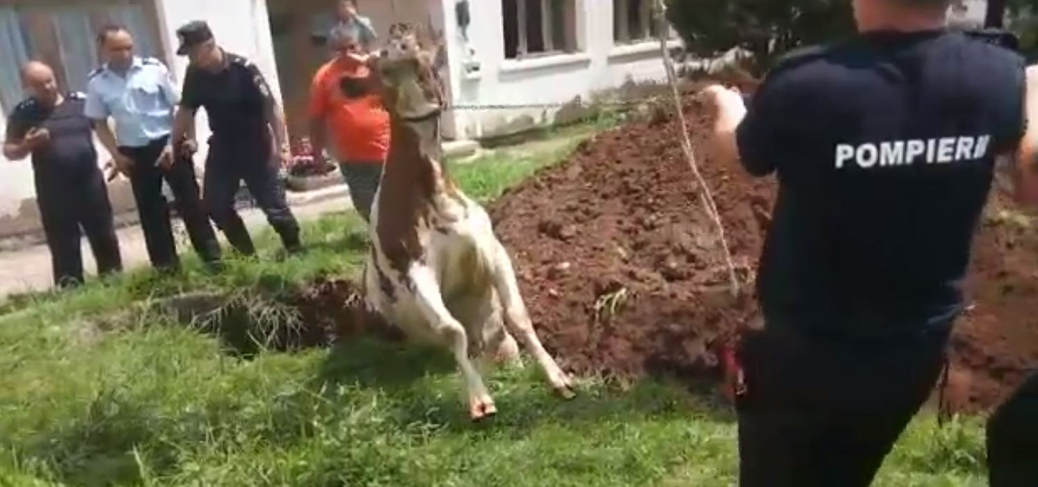 Pompierii s-au chinuit minute bune să scoată vaca din canal