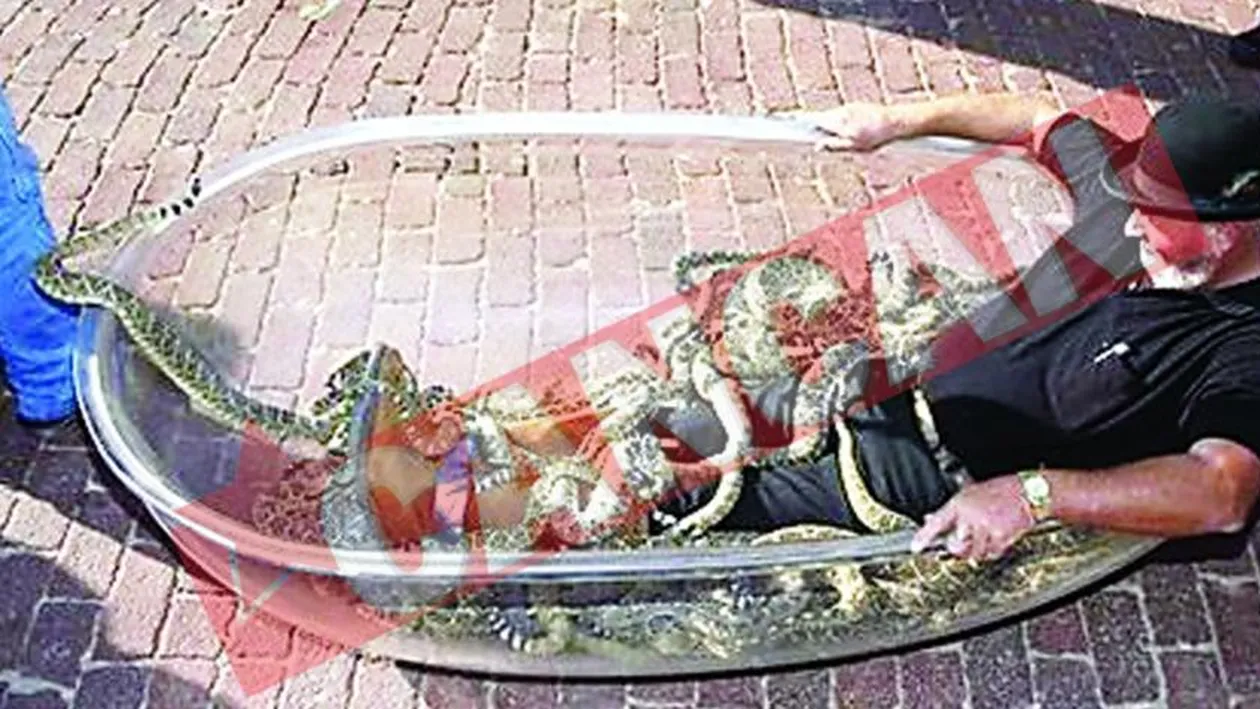 A stat in cada cu 87 de serpi veninosi