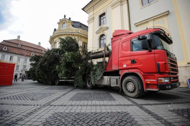 Bradul de Crăciun a fost instalat în Sibiu. Are 80 de ani şi 20 de metri înălţime