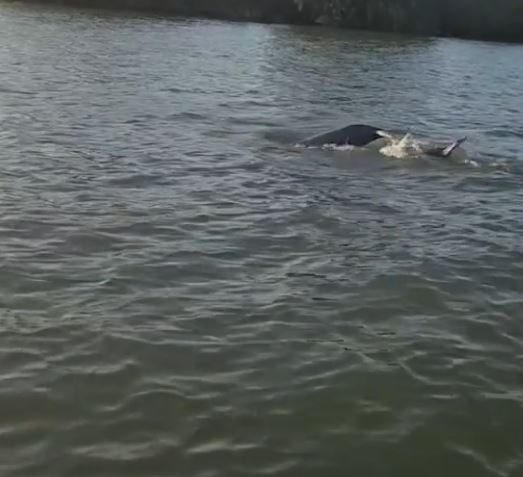 Delfinii au făcut spectacol în Delta Dunării! Au înotat în apropierea bărcilor