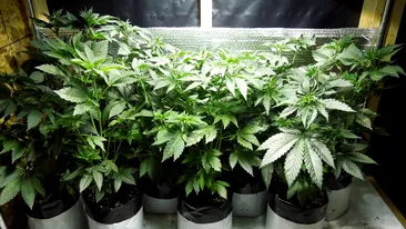 Cultură de cannabis descoperită în Bihor. Unul dintre suspecți are doar 15 ani