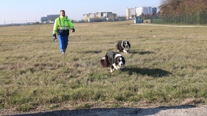 Ei sunt Taz si Luca, doi dintre cainii care alearga pasarile de pe Aeroportul “Henri Coanda”!