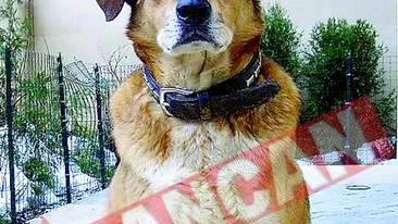 Nastase se apara de DNA cu un bodyguard maidanez