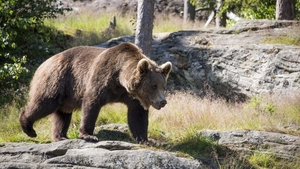 Și-a rupt ambele picioare încercând să fugă de urs! Experiența traumatizantă a unui turist în munții Făgăraș