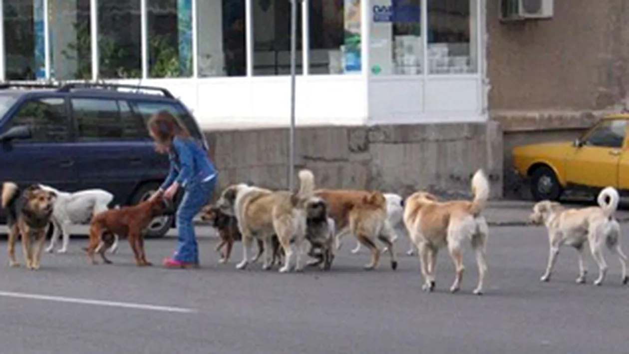 ALARMA IN CAPITALA! Peste 300 de bucuresteni au fost muscati de caini in luna august!