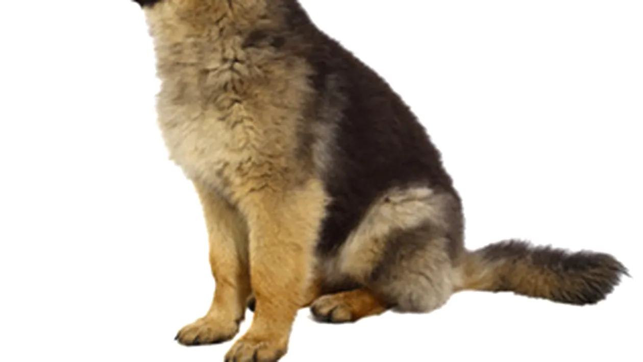 Un caine politist a fost vandut la licitatie cu 1.700 de lei!