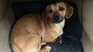 Povestea emoționantă a lui Patrocle, câinele căutat de toată România. Stăpânii au crescut recompensa pentru cei care îl găsesc pe micuțul patruped