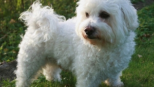 Acest bichon de 10 ani s-a pierdut în Bucureşti! Răspunsul halucinant pe care l-a dat stăpânul când a fost sunat:,,Du-l…‘’