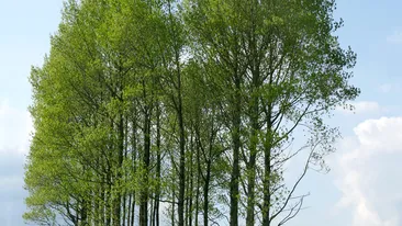 20.000 de hectare de padure ar putea fi plantate anual in Romania