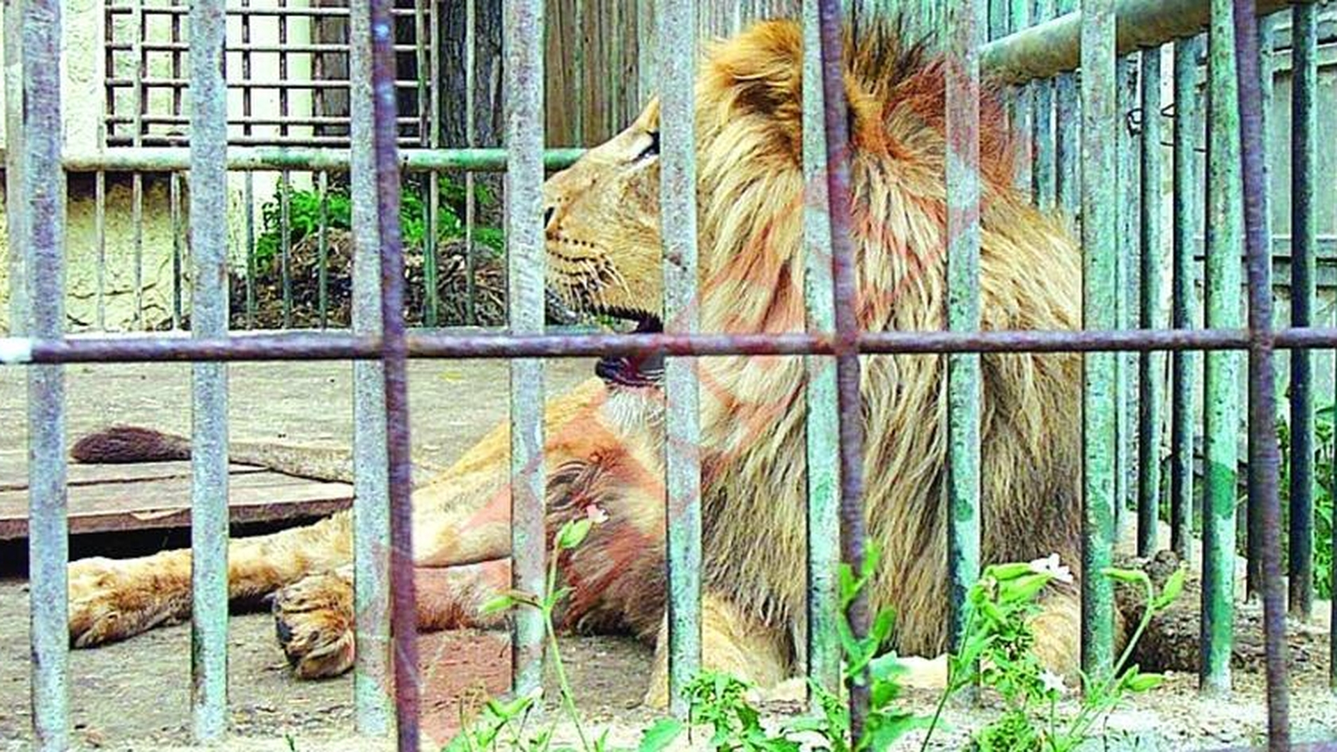 UE Inchide Gradinile Zoo din Bacau
