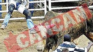 Rodeo cu puscariasi