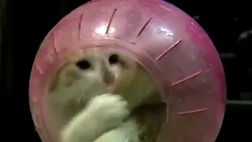 Ea e cea mai jucausa pisica! Uite-o cum se distreaza ca un hamster!