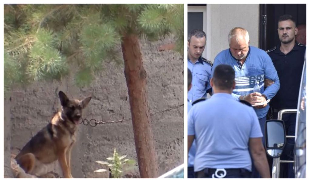 Animalele găsite la Casa Groazei au ajuns la un adăpost din Dolj