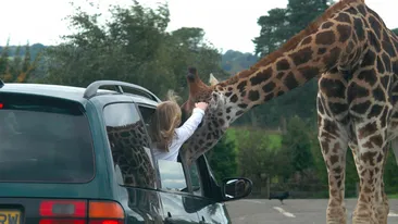 O girafa a incurcat traficul in Anglia! Vezi ce le-a facut trecatorilor!