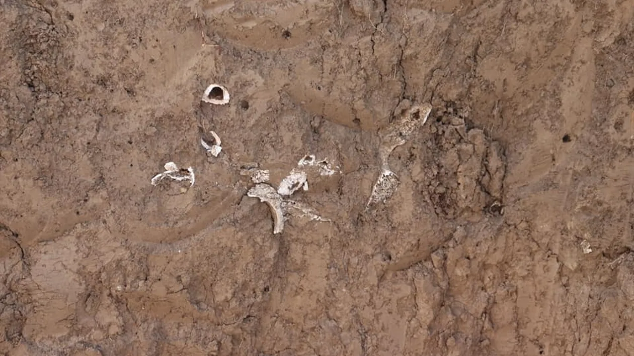 Oseminte, descoperite în timpul renovării unei școli din Bacău! Constructorii au ignorat descoperirea și nu au sistat lucrarea