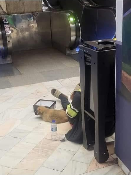 Cum sunt exploatați câinii în București tot mai des și Poliția Română nu face nimic: „Conform legii, el abuzează animale”