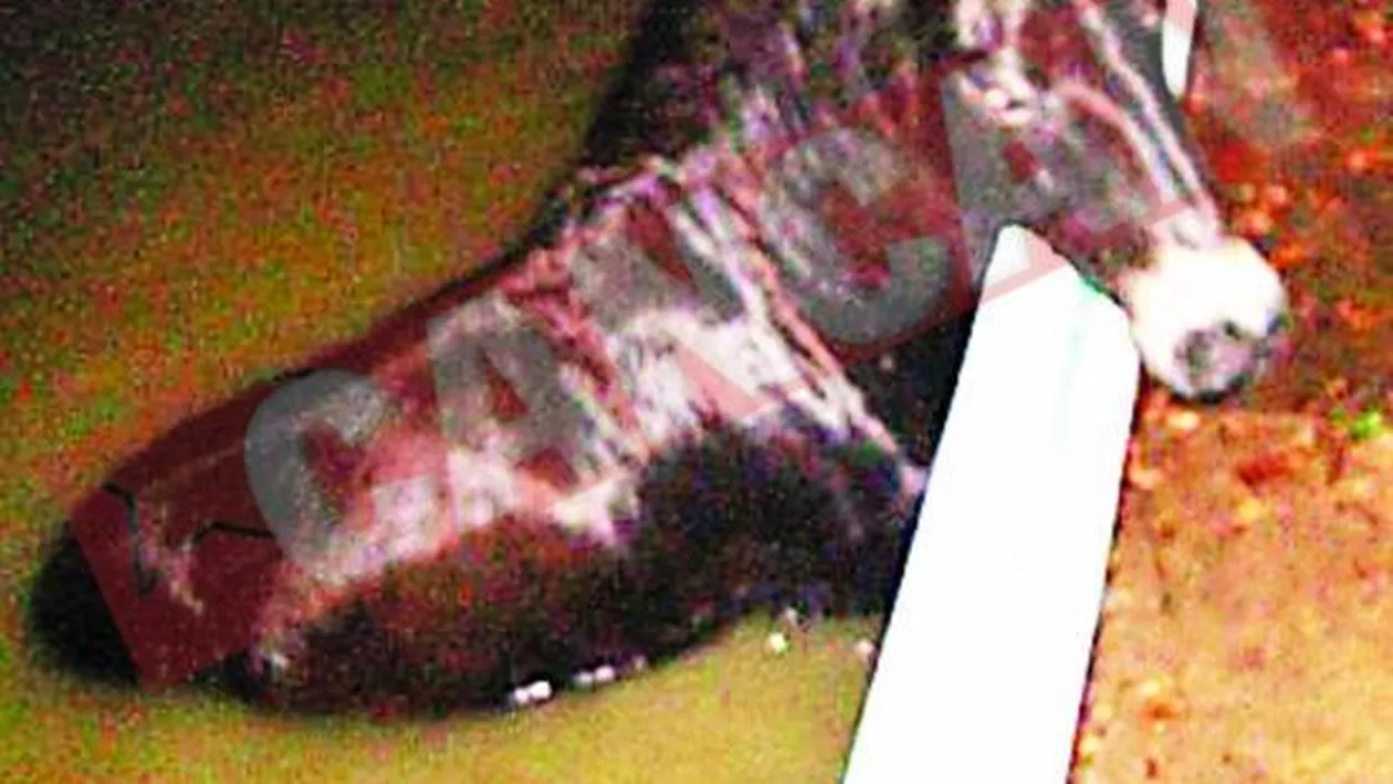 Un ponei beat a cazut intr-o piscina