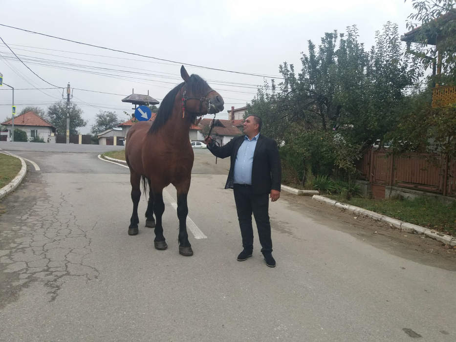 Primarul și calul lui, "Șoimul"