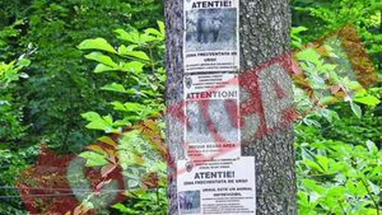 Comoara de sub castelul Peles