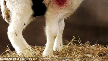 Un miel s-a nascut cu centura neagra