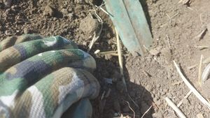 Descoperire fabuloasă în Iași! Ce a găsit Cezar pe un câmp proaspăt arat din comuna Miroslava