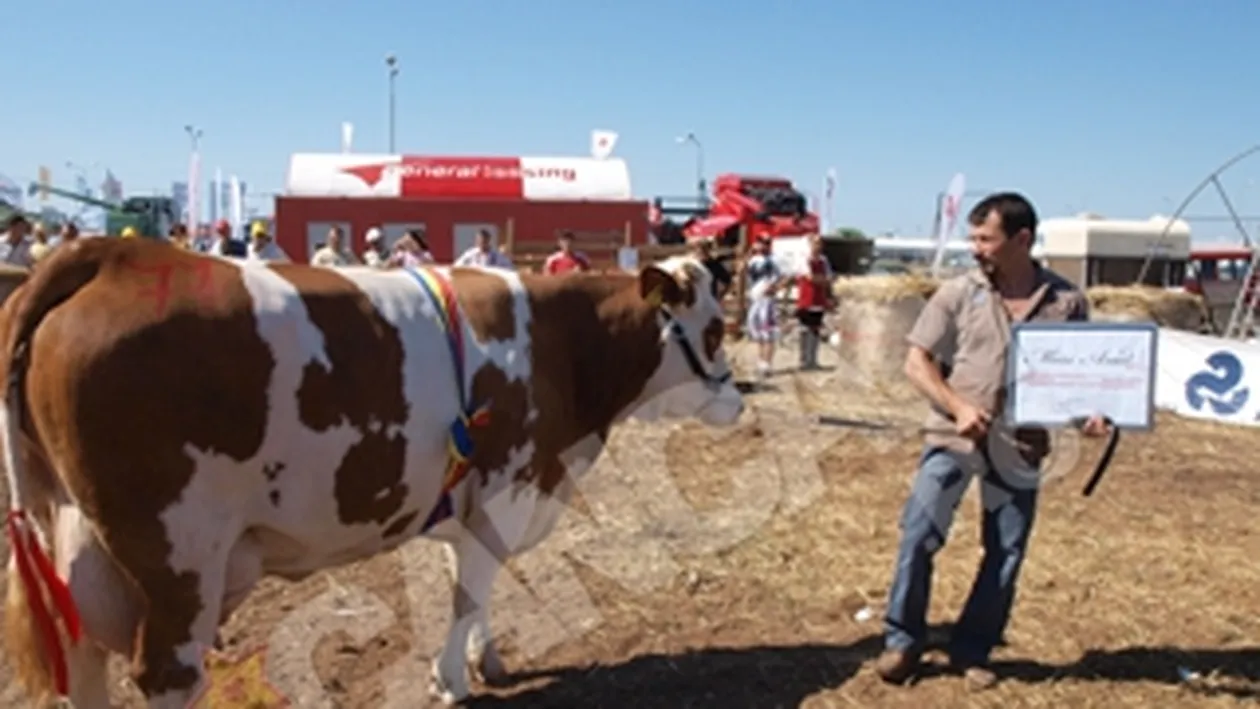 Vaca austriaca Dolly este Miss Arad 2011