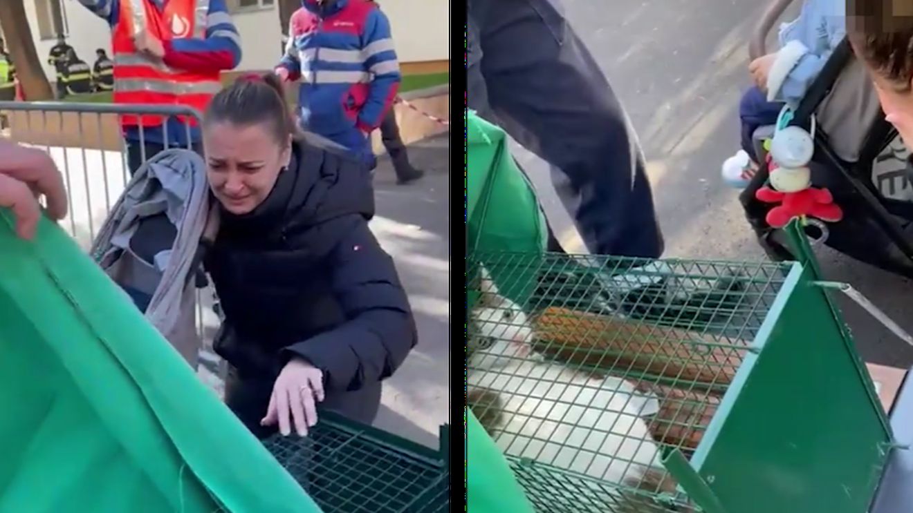 Revedere emoționantă după explozia din Rahova! Cum arată pisica salvată din catastrofă. A fost reunită cu familia ei