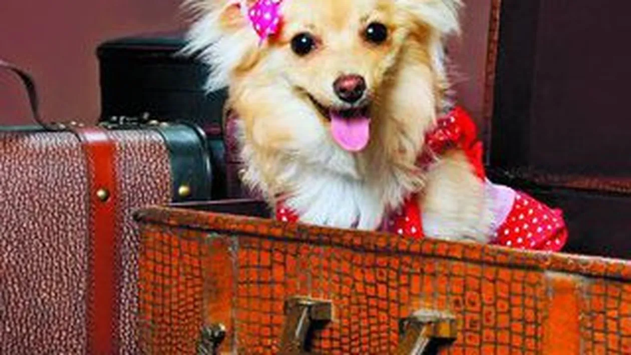 Calatoreste cu cainele in avion!