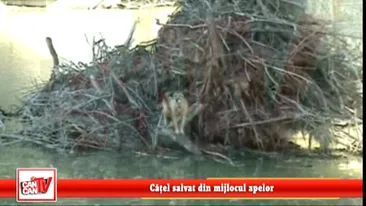 Pompierii din Suceava, in actiune! Catel salvat din mijlocul apelor