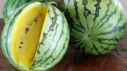 Este sănătos sau nu pepenele verde cu miez galben? De ce este galben, de fapt
