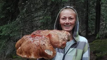 Ciupercă gigantică de cinci kilograme, găsită în Munţii Parâng