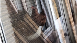 Găini crescute în balcon chiar în centrul Timișoarei! ”E grădină zoo aici!” VIDEO