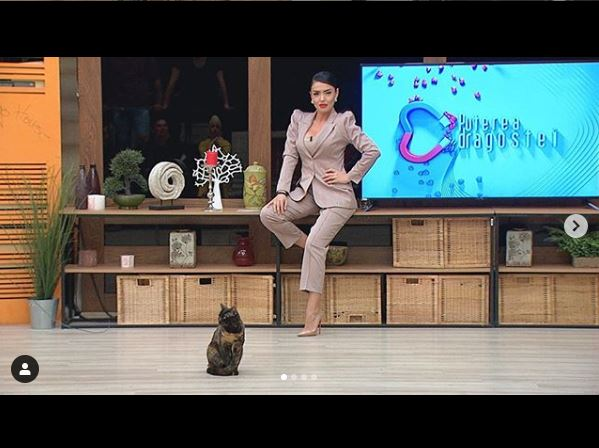 Ce vârstă are pisica ta în ani omenești. Calculul e foarte simplu! Vezi ce vedete preferă micuțele feline și cine a ales să își ia câine