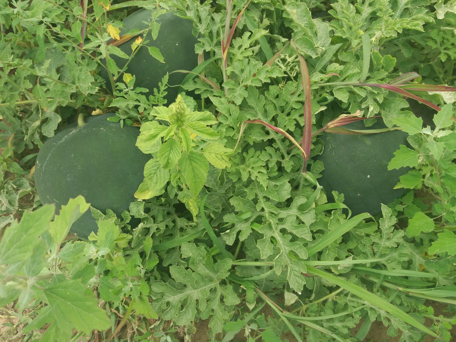 Pepenii de Dăbuleni, înjumătățiți de grindină