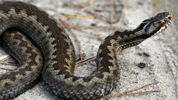 A trăit șocul vieții! Un bărbat din Suceava a fost mușcat de o viperă. Ce trebuie să faci, dacă treci prin această situație